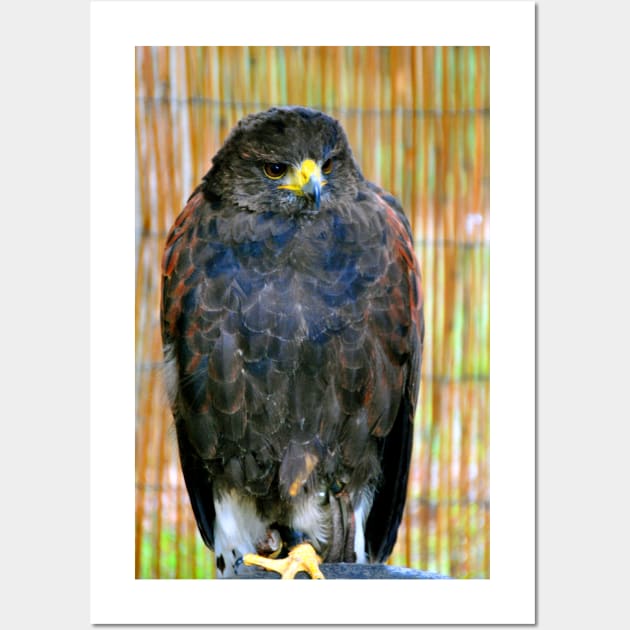 Harris Hawk Bird Of Prey Wall Art by Andy Evans Photos